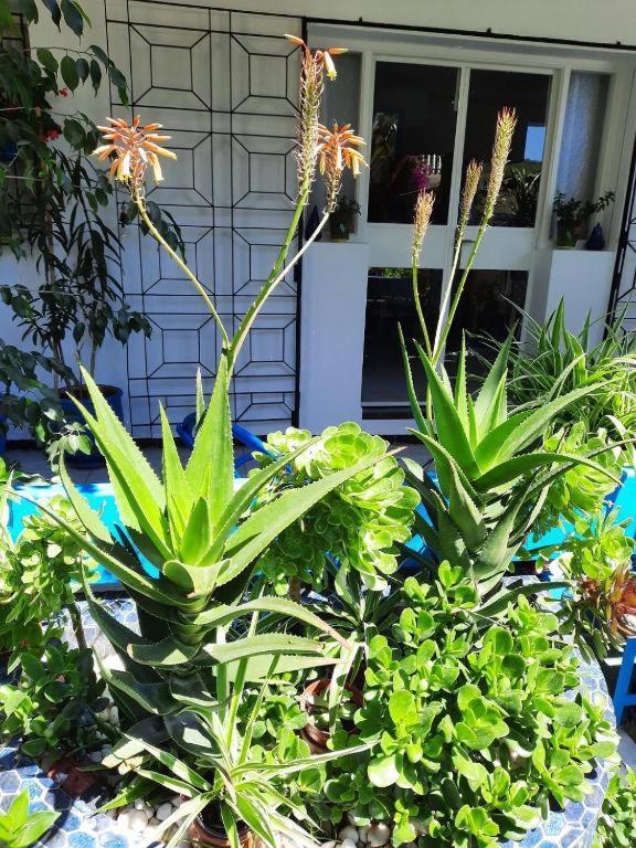 Maison D Hotes Marine Ksar Sghir Εξωτερικό φωτογραφία